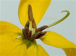  Stamens and Pistil-see apical pores in anthers